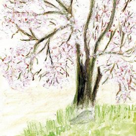 Cherry Tree card